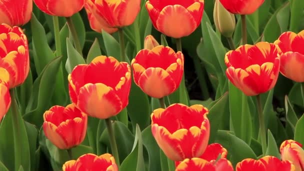 Поле тюльпанів — стокове відео