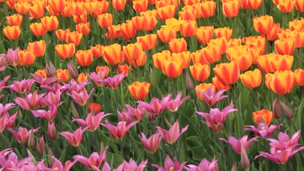 Field of tulips — Stock Video