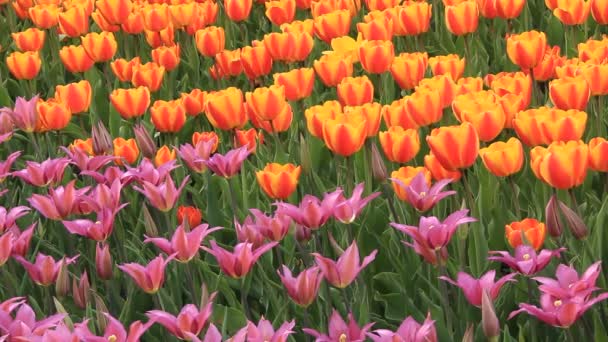 Champ de tulipes 