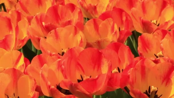 Field of tulips — Stock Video