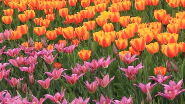 Field of tulips — Stock Video