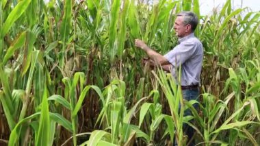 Mısır alanında tarım işçisi