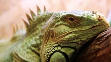 Iguana