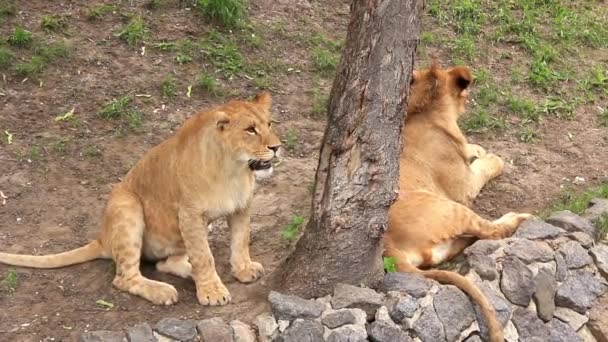 非洲狮子 — 图库视频影像