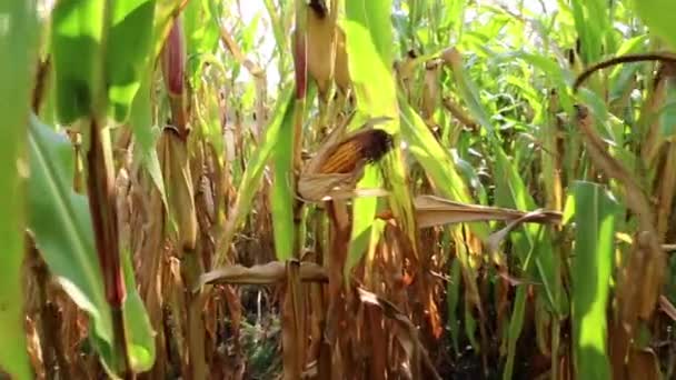 옥수수 밭 — 비디오