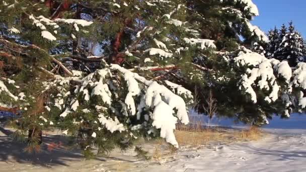 Çam ağaçlarının altında kar — Stok video