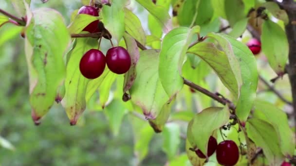 Корневое дерево с красными вишнями — стоковое видео