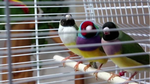 Маленькие птицы — стоковое видео