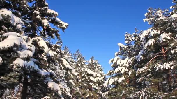 Pinos bajo la nieve — Vídeos de Stock