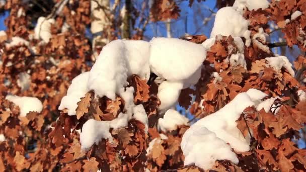Κίτρινα φύλλα βελανιδιάς κάτω από χιόνι — Αρχείο Βίντεο