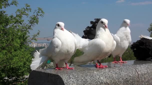 Hermosas palomas de pavo real blanco — Vídeos de Stock