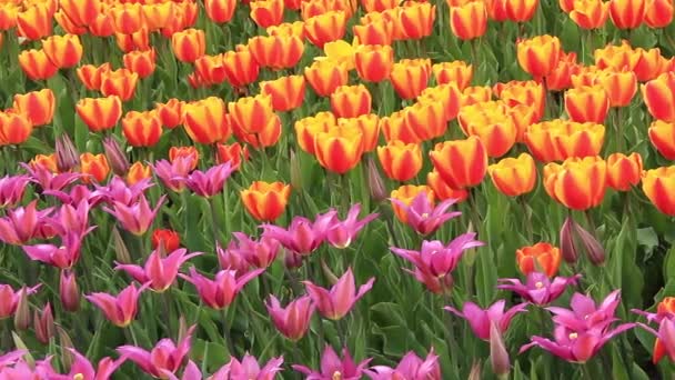 Champ de tulipes 