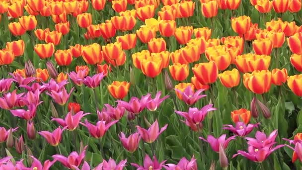 Field of tulips — Stock Video