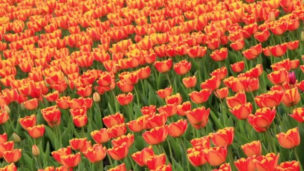 Campo de tulipas — Vídeo de Stock