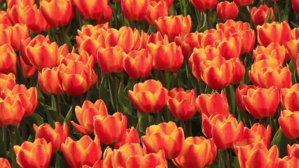 Champ de tulipes 