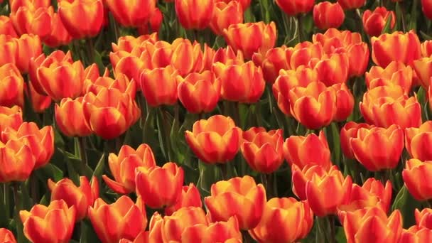 Field of tulips — Stock Video