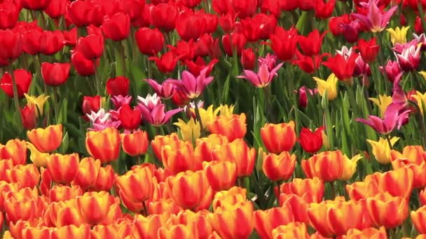 Field of tulips — Stock Video