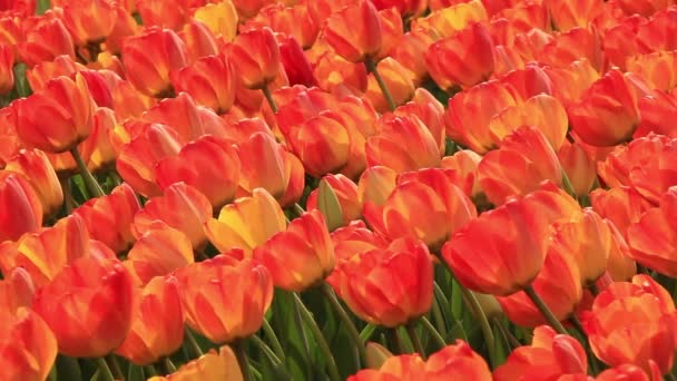 Field of tulips — Stock Video