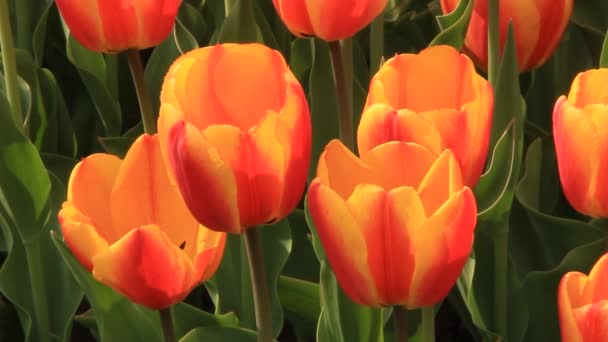 Field of tulips — Stock Video