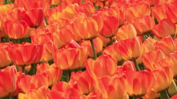 Campo de tulipanes — Vídeo de stock
