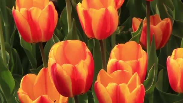 Field of tulips — Stock Video