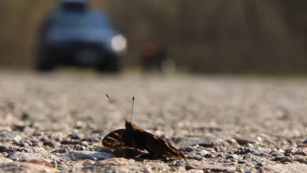 Uma borboleta descansa por uma estrada — Vídeo de Stock