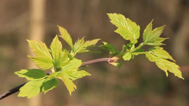 Hojas verdes — Vídeos de Stock