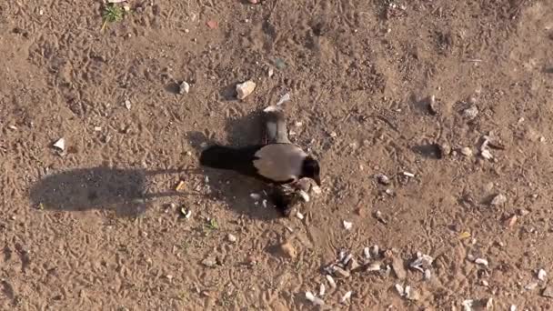 Un corvo che mangia un piccione — Video Stock