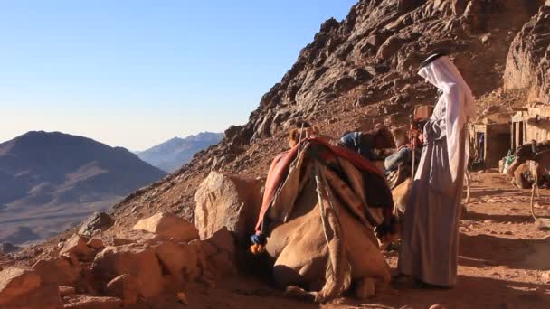 Camels at Mount Sinai, Egypt — Stock Video