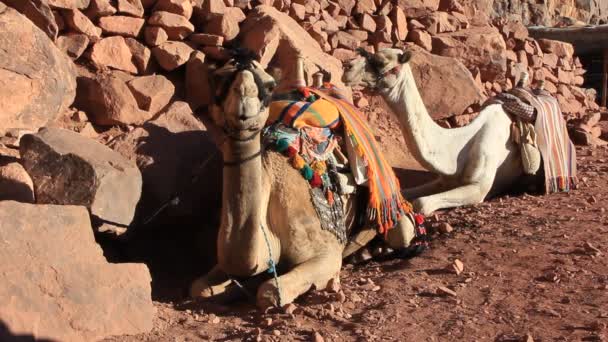 Kameler på berget sinai, Egypten — Stockvideo
