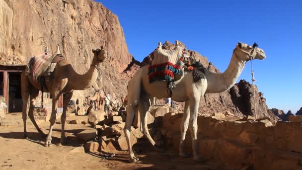 Kamelen op de berg Sinaï, Egypte — Stockvideo