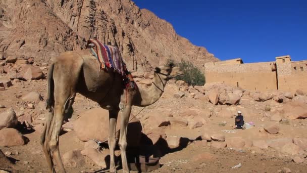 Верблюды на горе Синай — стоковое видео