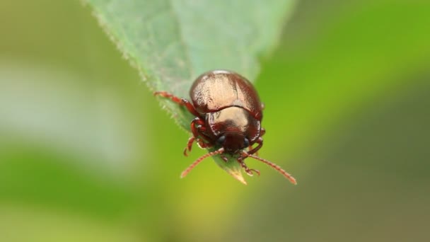 Bug on leaves — Stock Video