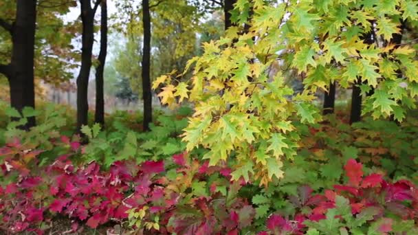 Bel automne en forêt de feuillus 