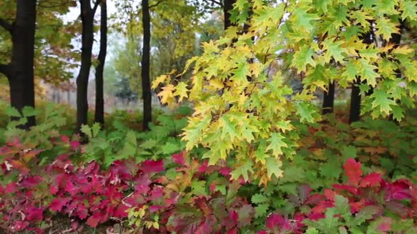 Beautiful autumn in deciduous forest — Stock Video