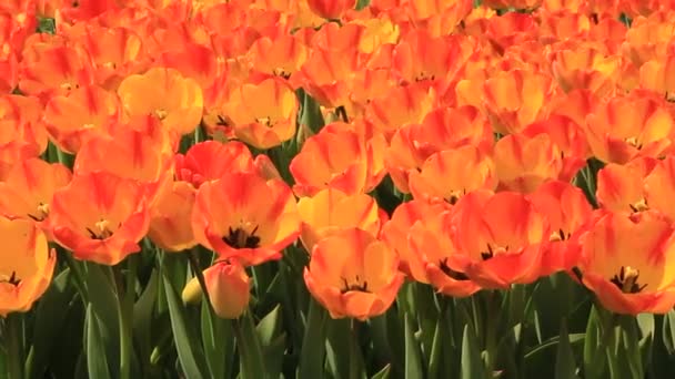 Tulipani — Video Stock