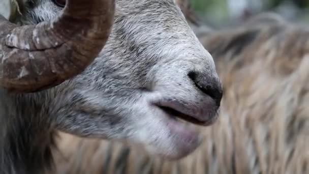 Ovelha branca com chifres grandes comendo — Vídeo de Stock