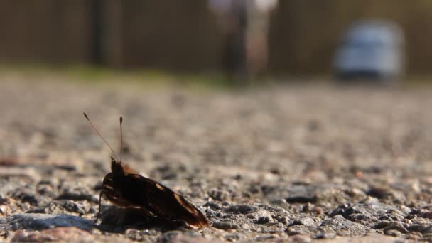 Een vlinder rust door een weg — Stockvideo