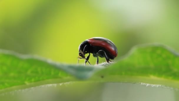 Bug on leaves — Stock Video