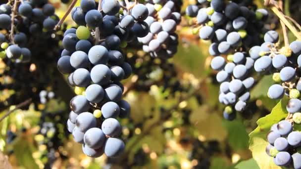 Colheita de uvas — Vídeo de Stock