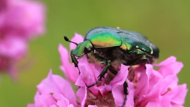 Gran insecto verde — Vídeo de stock