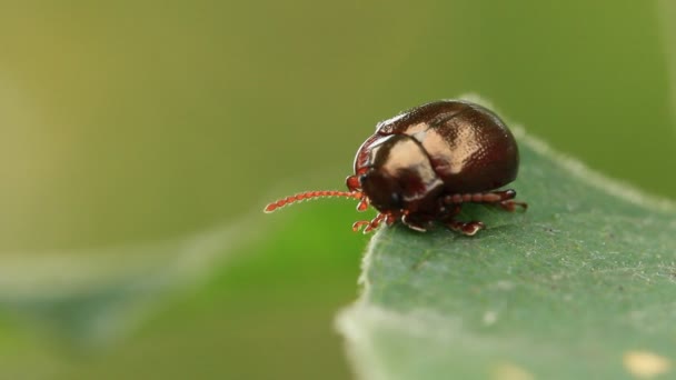 Bug on leaves — Stock Video