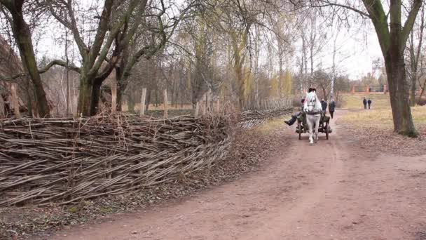 Caballo blanco en arnés — Vídeo de stock