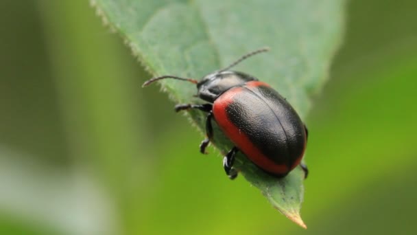 Bug sur les feuilles — Video