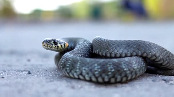 Ot yılanı — Stok video