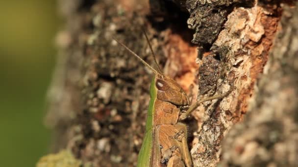 Grasshopper on a tree — Stock Video