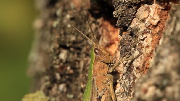 Sprinkhaan op een boom — Stockvideo