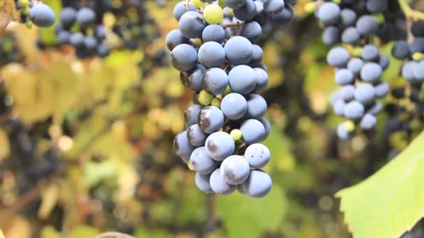 Recolección de uvas — Vídeo de stock
