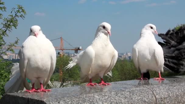 Hermosas palomas de pavo real blanco — Vídeos de Stock