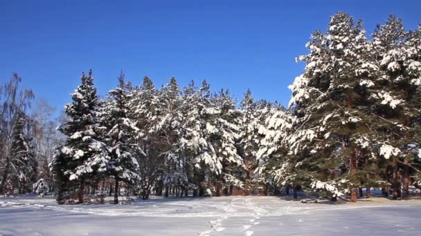 Pinos bajo la nieve — Vídeo de stock